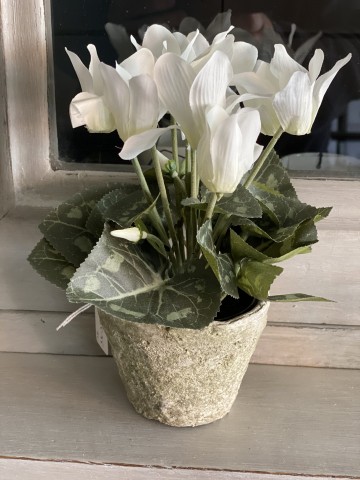 Faux White Cyclamen